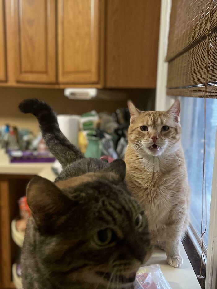 The Refusal To Get Off The Counter