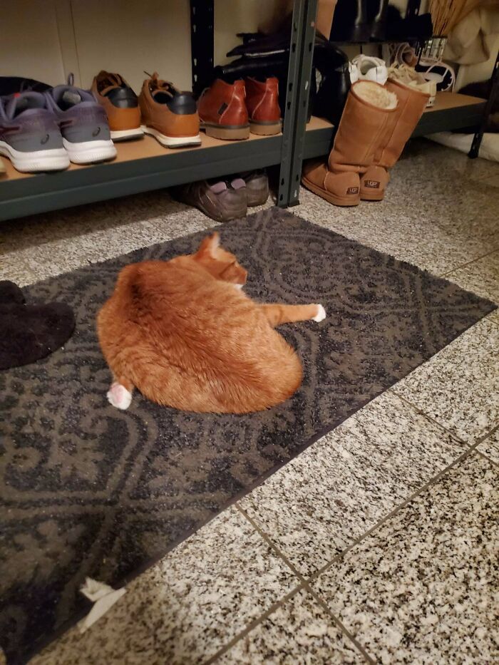 Anybody Else's Cat Sleeps Like This?