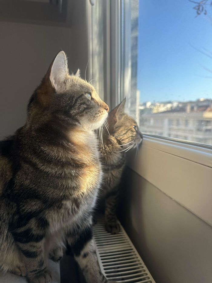 I Think I Figured Out A Hack To Get Your Cat To Come When You Call. Step 1: Get 2 Cats. Step 2: Call Other Cat