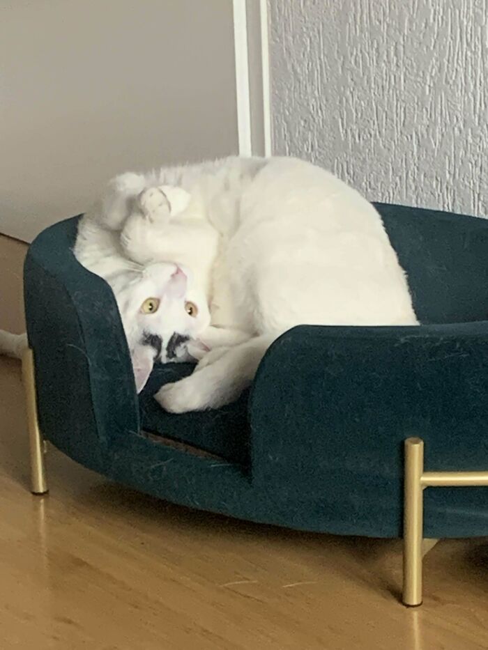 I Am Convinced His Spine Is A Slinky