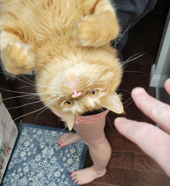 The Braincell Fell Out