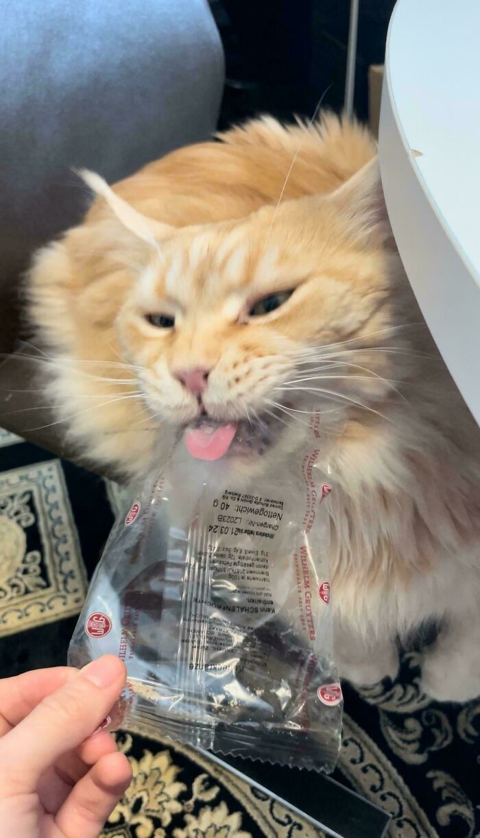 Why Does My Cat Chew On Plastic?