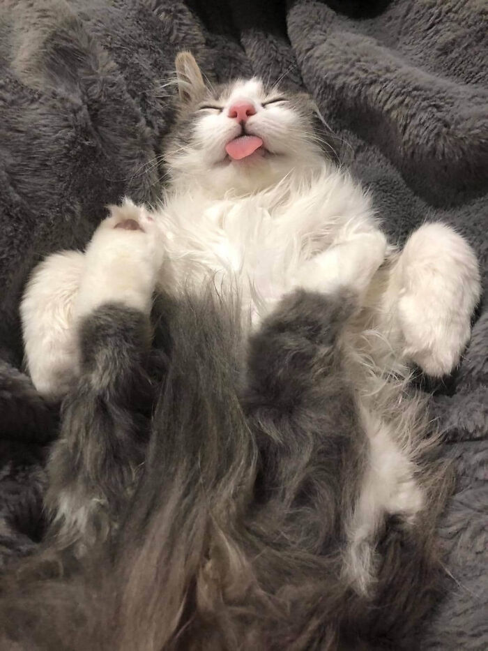 There Was No Catnip Used In The Making Of This Image