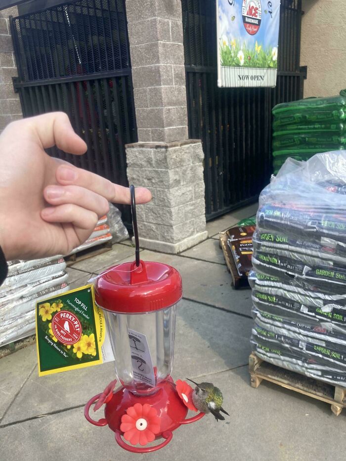 He comprado este comedero para colibríes en la tienda y ya tiene a uno echándose la siesta