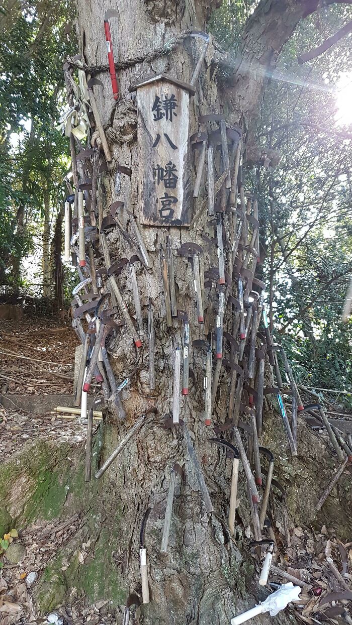 Este árbol en un bosque de Japón