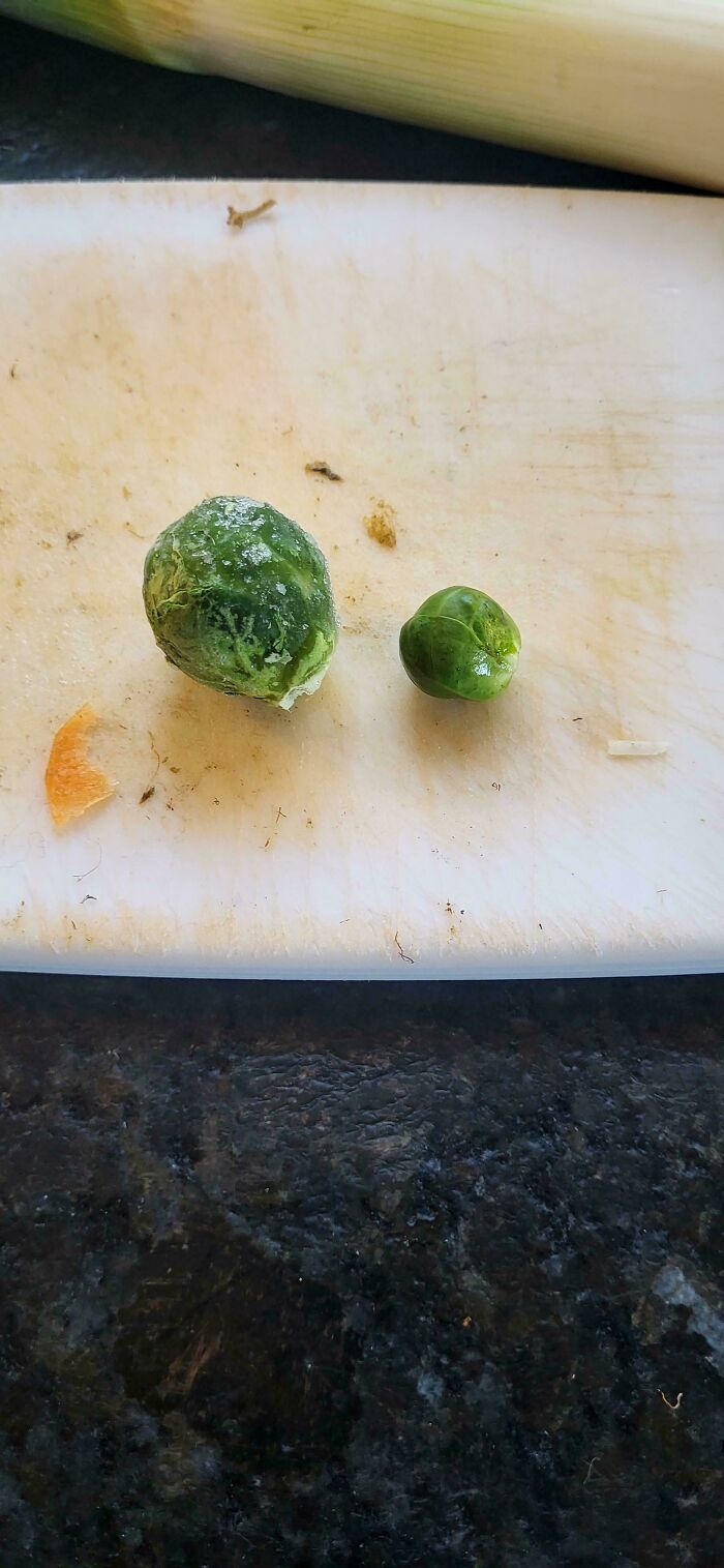 Two tiny Brussels sprouts on a cutting board, illustrating harvesting fails.