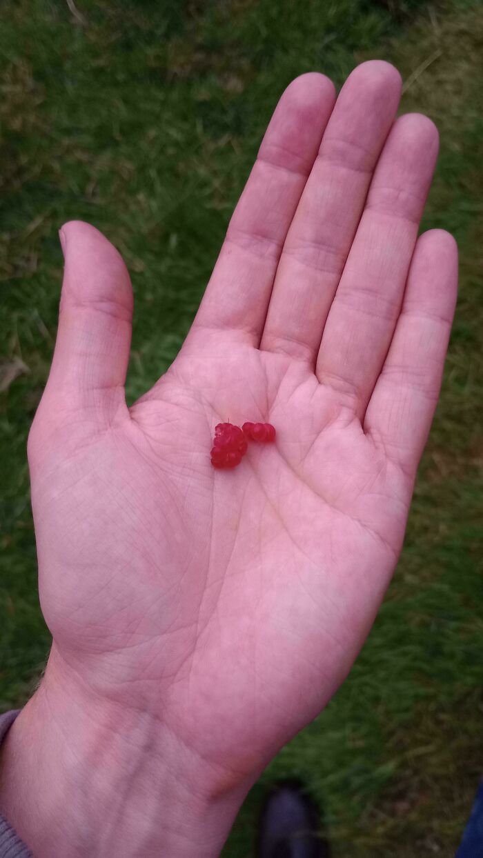 Hand holding tiny raspberries, showcasing a harvesting fail.