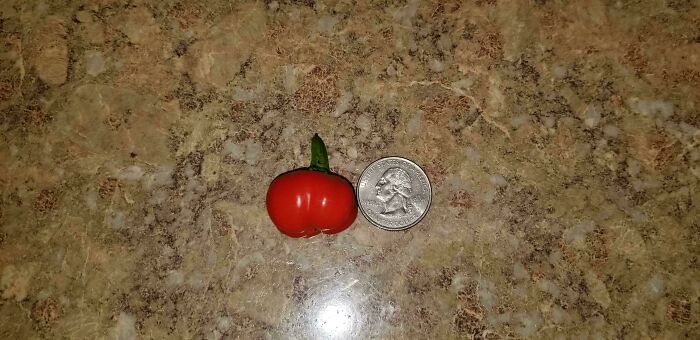 Tiny tomato resembling a pumpkin next to a quarter on a marble surface, illustrating hilarious harvesting fails.
