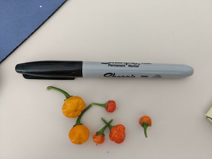 Tiny peppers beside a large marker, showcasing hilarious harvesting fails.