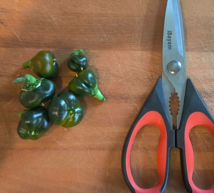 Tiny, oddly shaped peppers beside a pair of scissors on a wooden surface, depicting a humorous harvesting fail.