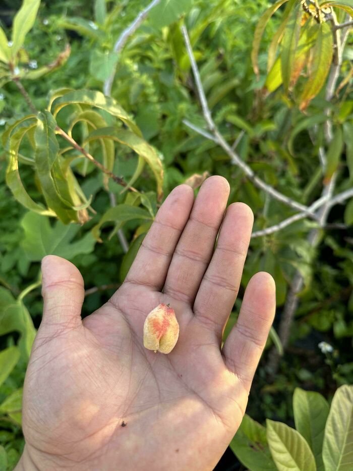 Close-up of a tiny, funny fruit in a person's hand, illustrating a harvesting failure.