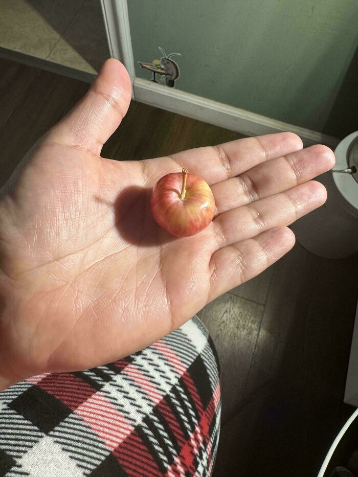 Hand holding a tiny apple, showcasing a humorous harvesting fail.