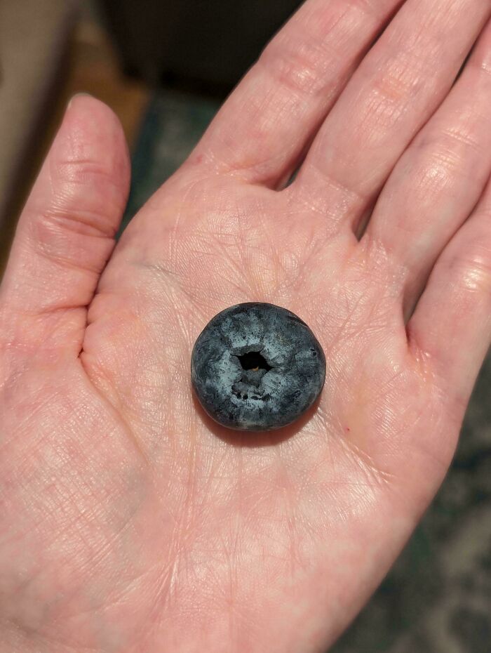 Hand holding a huge blueberry with a hole in the middle, showcasing a hilarious harvesting fail.