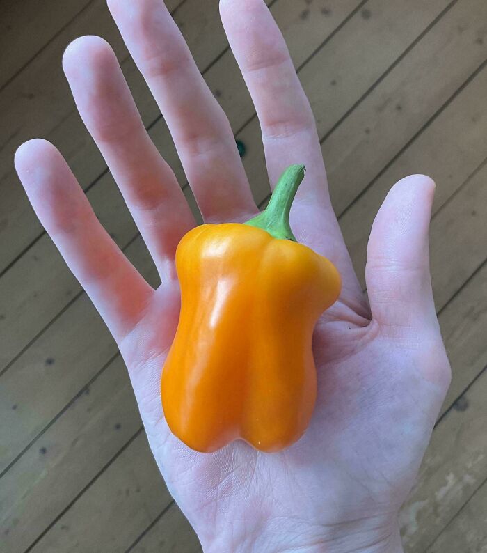 Hand holding a small, oddly-shaped orange bell pepper, showcasing a funny harvesting fail.