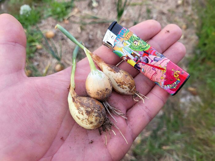Hand holding tiny harvested onions next to a colorful lighter, illustrating a harvesting fail comparison.