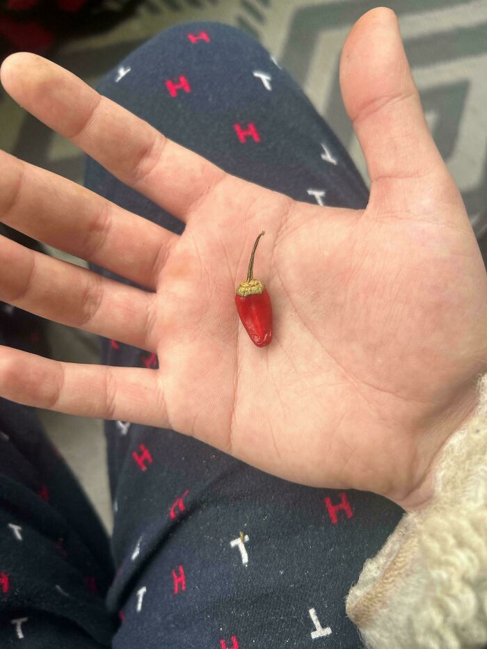 Tiny red pepper in a hand, illustrating hilarious harvesting fails.