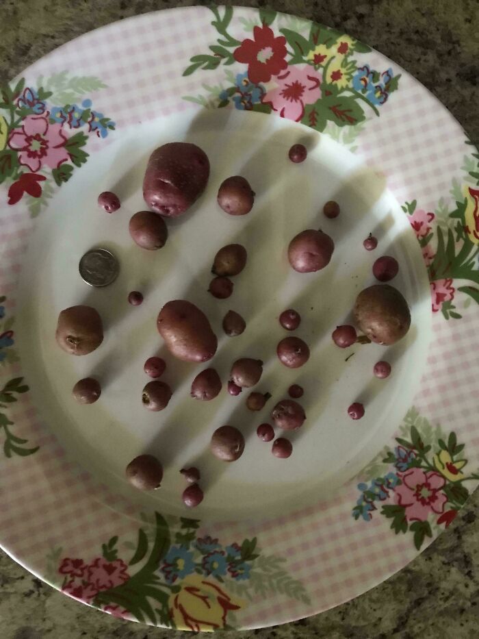Tiny potatoes on a floral plate, showcasing hilarious harvesting fails.