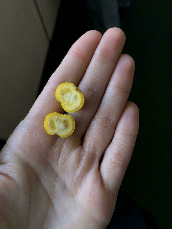 Close-up of a hand holding two tiny, oddly-shaped yellow fruits, showcasing a hilarious harvesting fail.