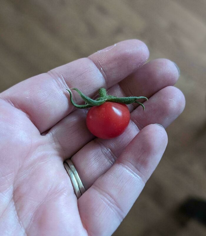 Tiny tomato in a hand, illustrating hilarious harvesting fails.
