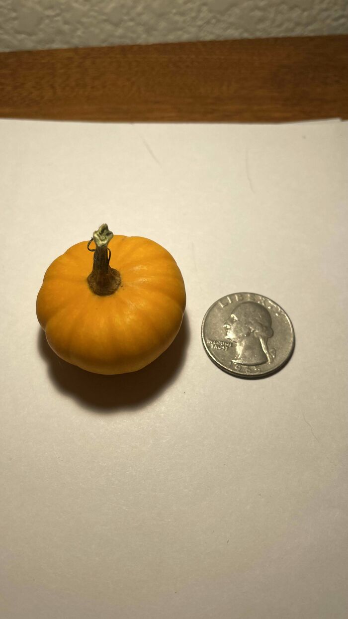 A tiny pumpkin next to a quarter, showcasing a hilarious harvesting fail.