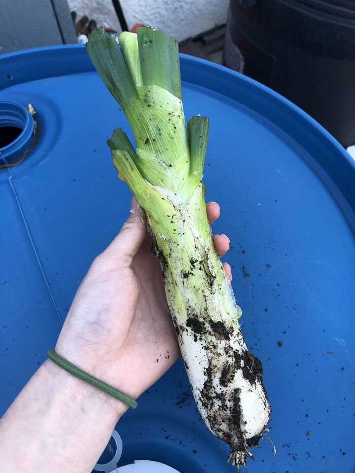Person holding a humorously small and dirty leek after a harvesting fail.