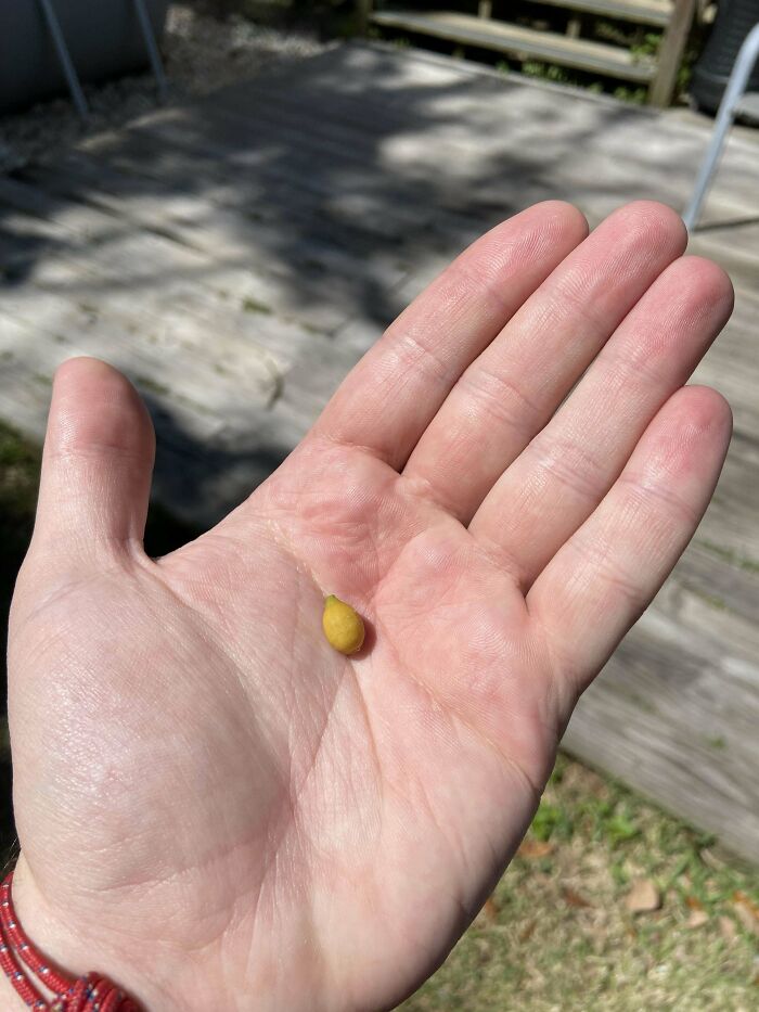 Close-up of a hand holding a tiny fruit, showcasing a harvesting fail.