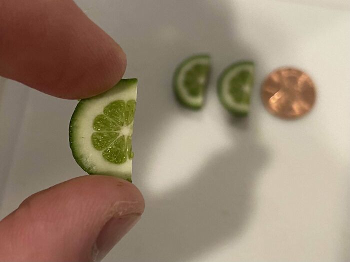 Tiny lime slice in fingers, showcasing hilarious harvesting fails with a penny for scale in the background.