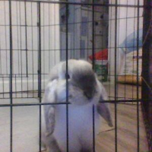 savannahalkilani avatar