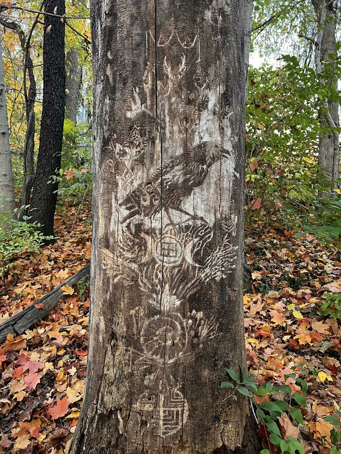 Encontrado en el bosque