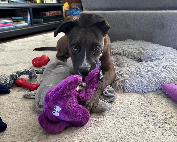 A dog chewing on a purple stuffed panda toy on a carpet.