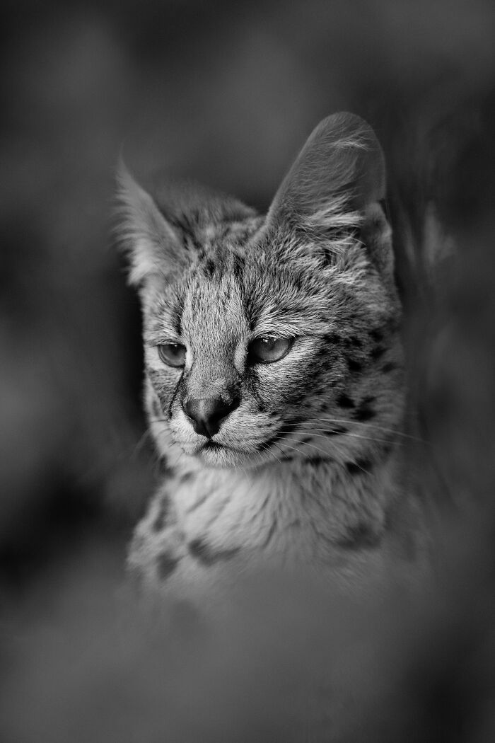 Some Of My Favorite Black And White Photos I've Taken In The Last 18 Years