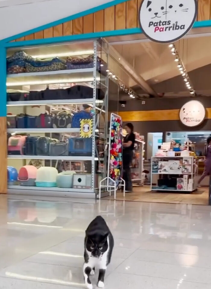Pet Shop Rescues Stray Cat And Gives Her The Best Life At The Mall - 7