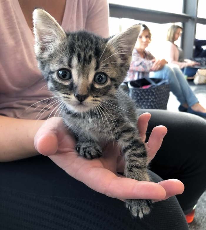 This Little Kitten Was On My Flight yesterday