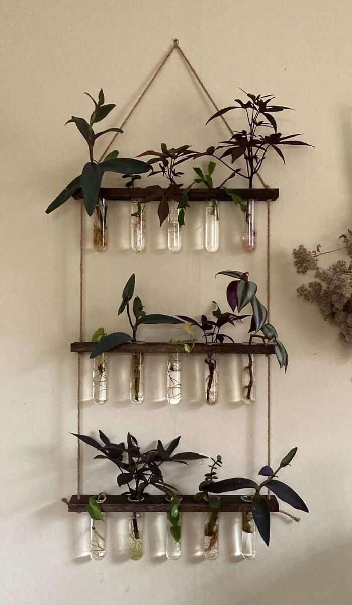 Branch Out With Style: Propagation Tubes that Make Plants Multiply