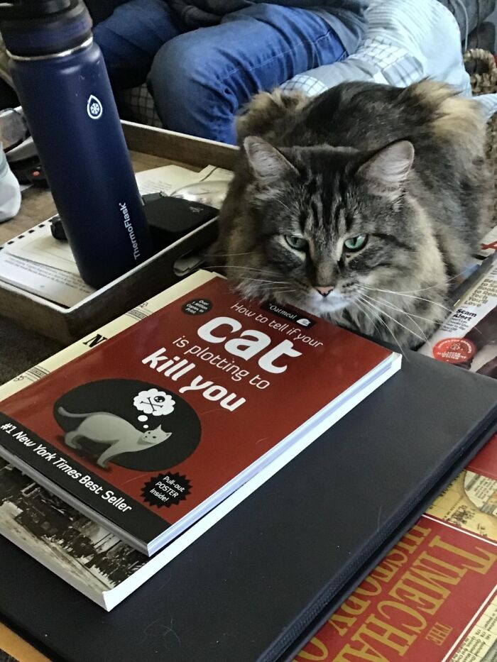 Fluffy cat lying next to a humorous book, one of 50 Amazon finds that hover delightfully between genius and why it exists.