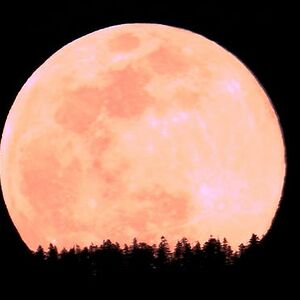 aneisacrawford avatar