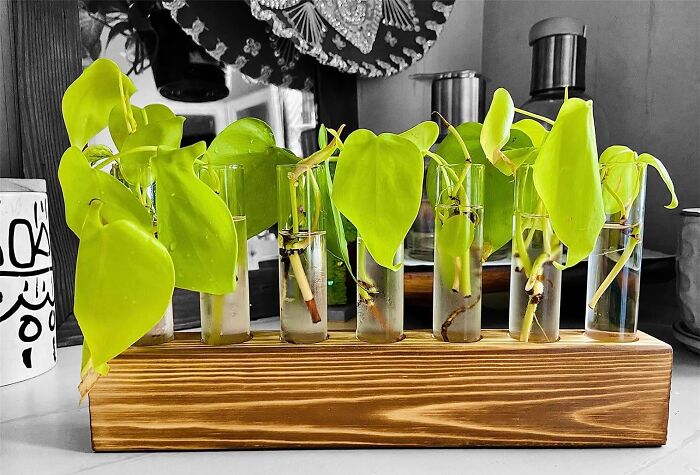 Green plants in glass test tubes arranged on a wooden stand, perfect for home decor shopping lists.