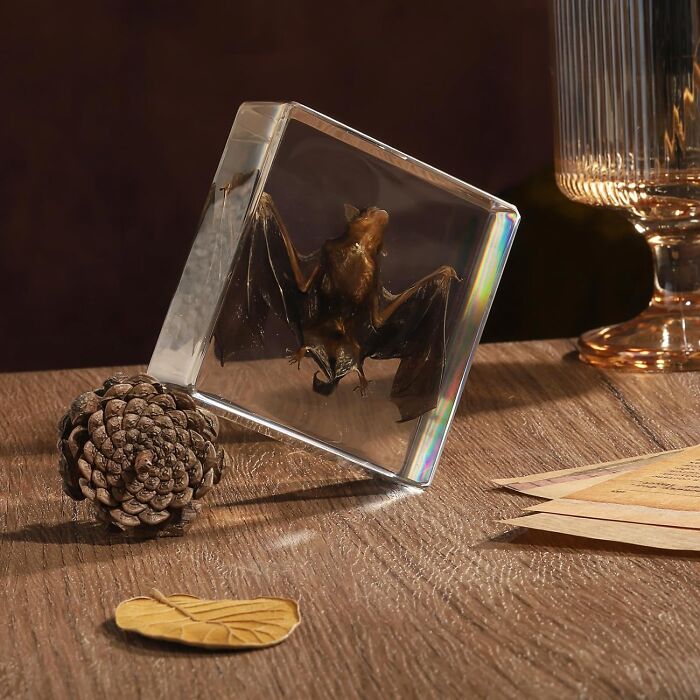 Clear resin block with a preserved small bat inside displayed on a wooden surface, unique Amazon finds collection.