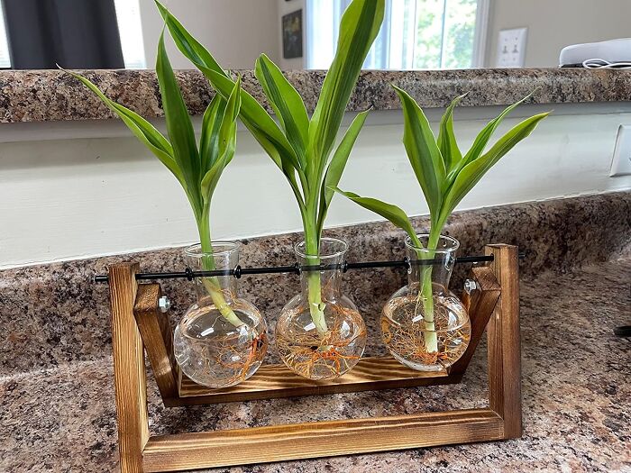 Green Oasis Awaits: Plant Terrariumm On A Stylish Wooden Stand