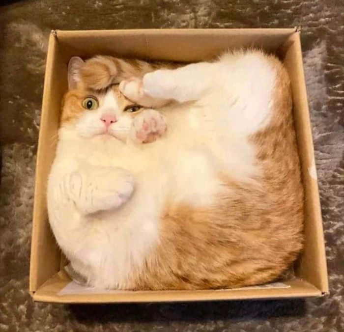 Cat losing their single brain cell, curled up awkwardly inside a small cardboard box with a surprised expression