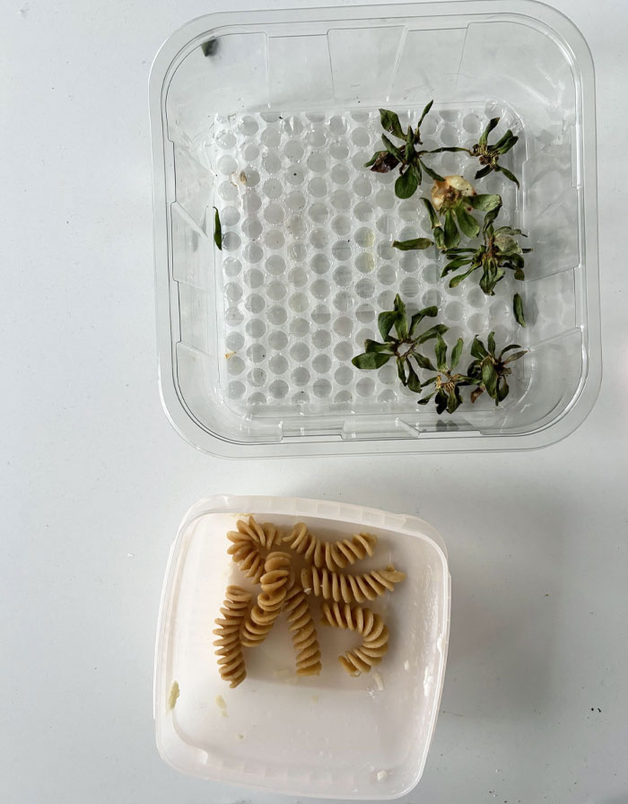 Cosas que deja en la nevera