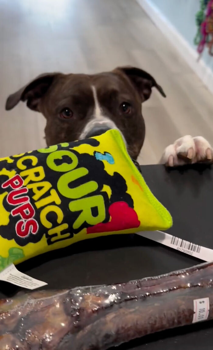 Misunderstood Doggies Can Finally Shop In Peace At This Pet Store Misunderstood Doggies Can Finally Shop In Peace At This Pet Store