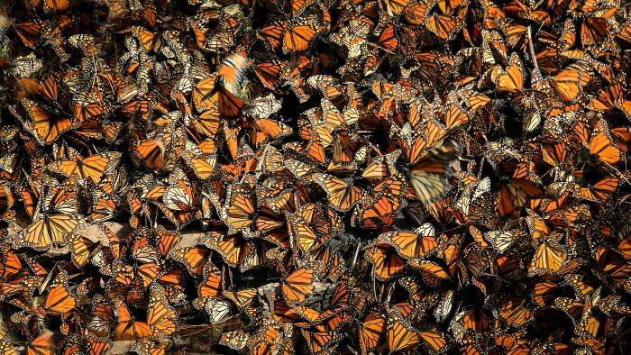 Unable To Migrate To Mexico, A Monarch Butterfly Found A New Home With A Loving Family In Canada