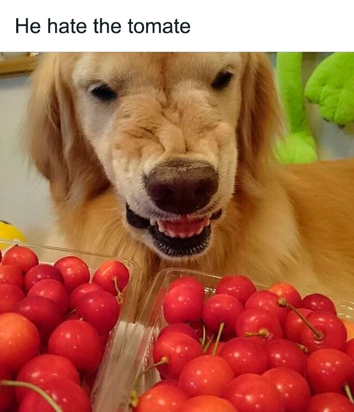 Funny-Food-Cooking-Memes