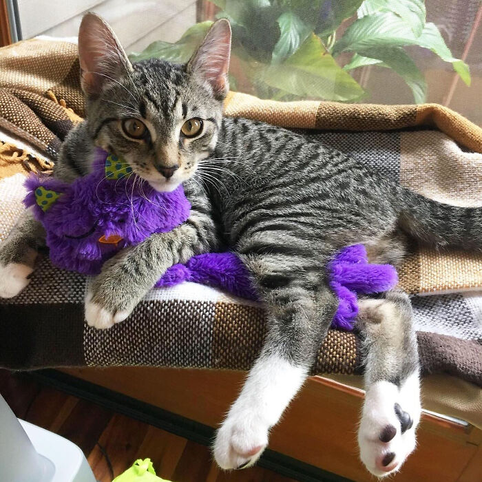 Give Your Cat The Snuggle Buddy Of Their Dreams With The Catstages Purring Plush Toy!