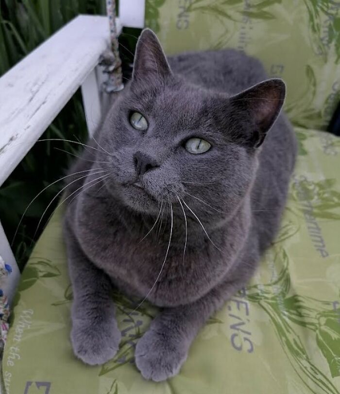 Here Are Some Heartwarming Stories Of Felines Who Have Entered Our &ldquo;LoveCATS&rdquo; Photo Contest