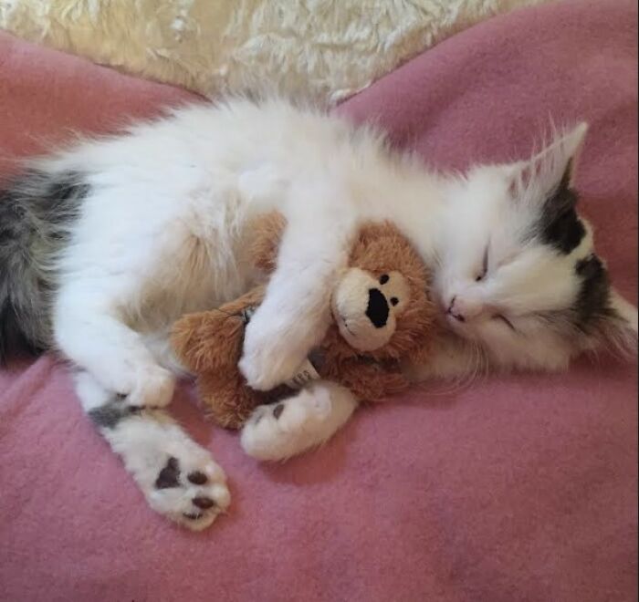 Here Are Some Heartwarming Stories Of Felines Who Have Entered Our &ldquo;LoveCATS&rdquo; Photo Contest