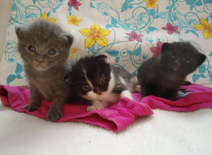 Here Are Some Heartwarming Stories Of Felines Who Have Entered Our &ldquo;LoveCATS&rdquo; Photo Contest