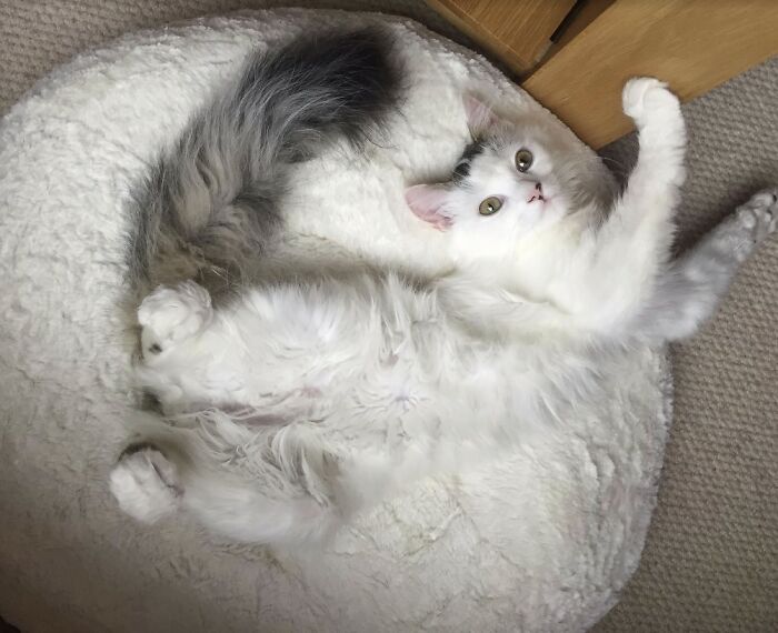 Here Are Some Heartwarming Stories Of Felines Who Have Entered Our &ldquo;LoveCATS&rdquo; Photo Contest