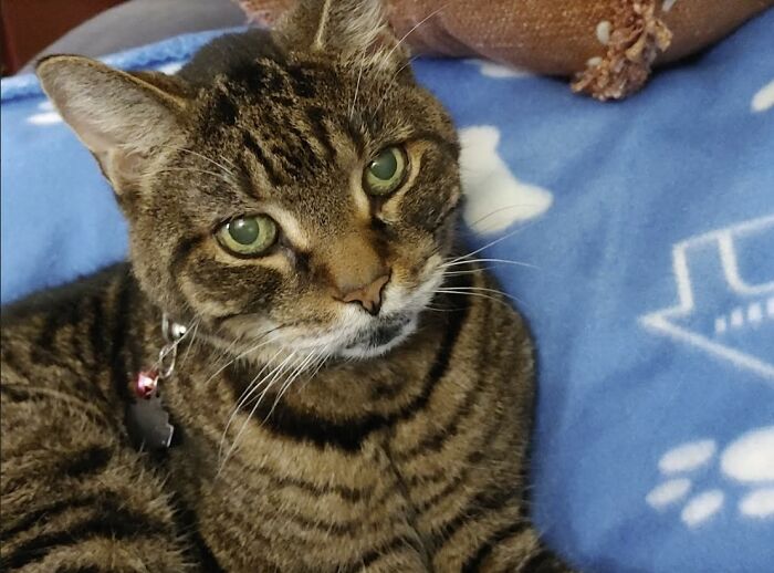 Here Are Some Heartwarming Stories Of Felines Who Have Entered Our &ldquo;LoveCATS&rdquo; Photo Contest